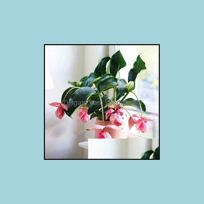 Other Garden Supplies 100Pcs Seeds Magnifica Medinilla Plant Beautif Flower Bonsai Home Decoration Garden Fast Growing Planting Seaso Otj85
Other Garden Supplies 100Pcs Seeds Magnifica Medinilla Plant Beautif Flower Bonsai Home Decoration Garden Fast Growing Planting Seaso Otj85
