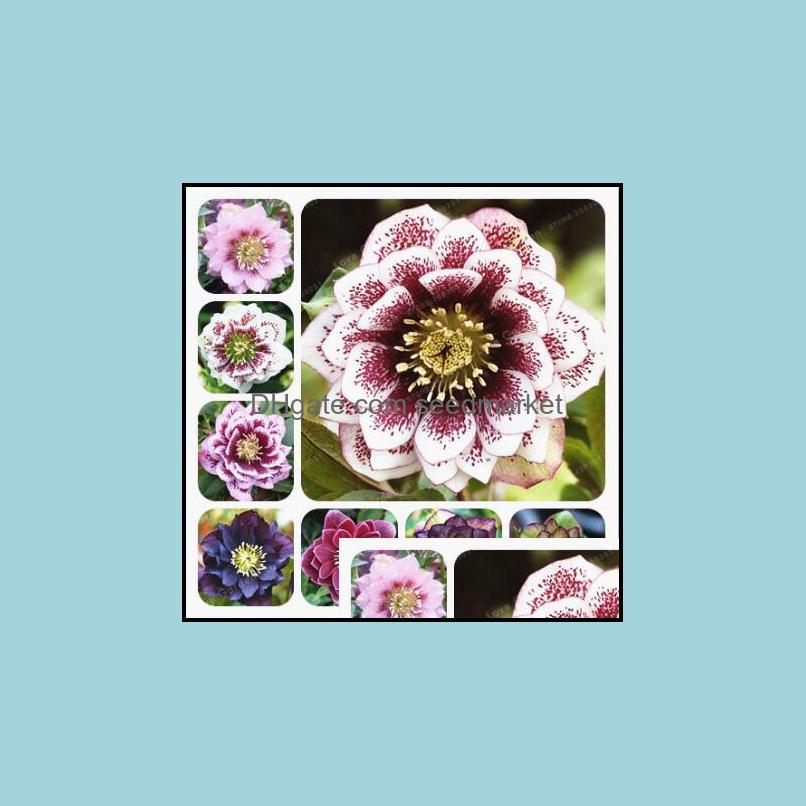 Other Garden Supplies 100Pcs/Bag Seeds Helleborus Winter Rose Flower Grow In Rare Bonsai Outdoor Plant For Home Garden Natur Bdesybag Otmbn
Other Garden Supplies 100Pcs/Bag Seeds Helleborus Winter Rose Flower Grow In Rare Bonsai Outdoor Plant For Home Garden Natur Bdesybag Otmbn
