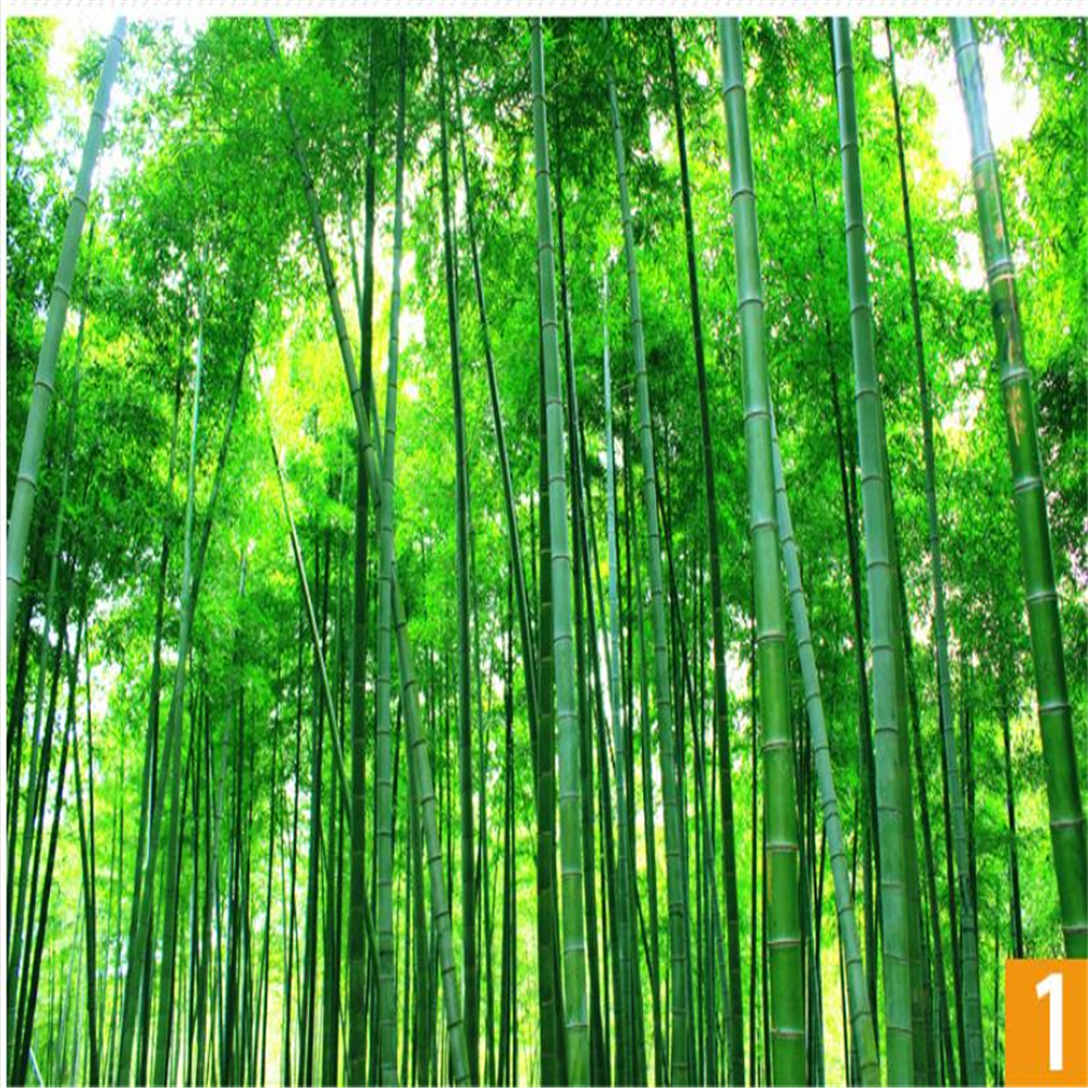 Green bamboo wallpaper landscape painting sticker wallpaper forest living room mural 3d three-dimensional wall