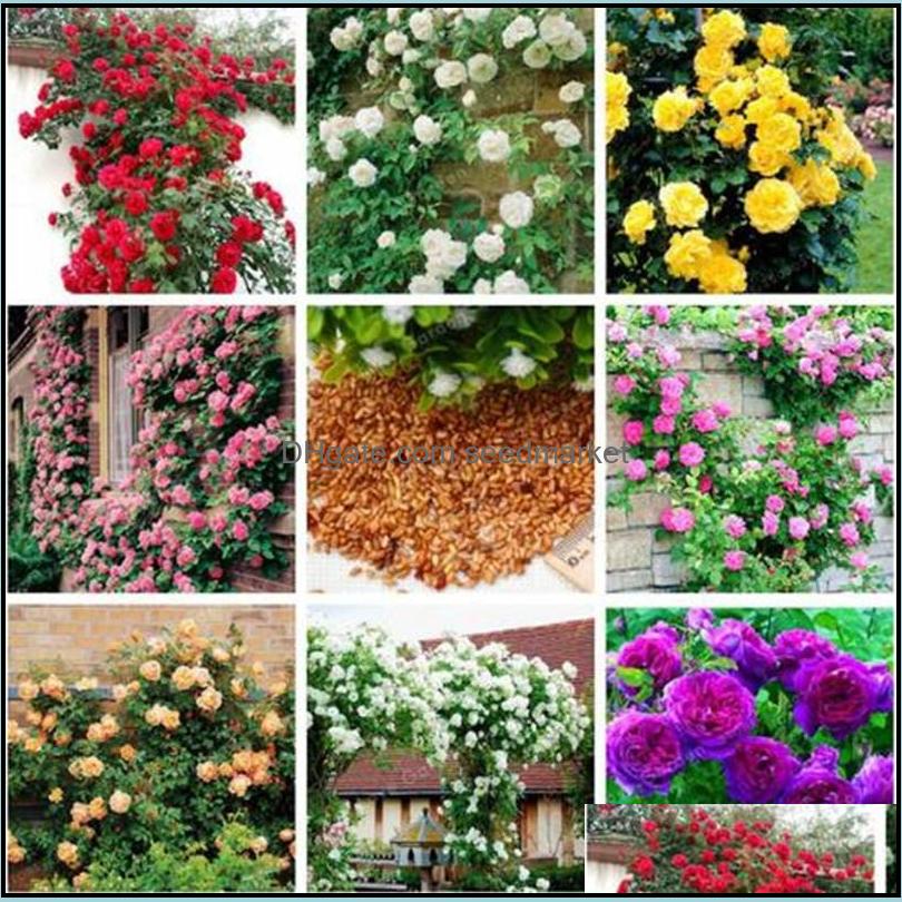 Other Garden Supplies 100Pcs Mixed Climbing Rose Seed Perennial Pink Red White Yellow Roses Flowers Fragrant 4 Types Plants For Home Otxqr
Other Garden Supplies 100Pcs Mixed Climbing Rose Seed Perennial Pink Red White Yellow Roses Flowers Fragrant 4 Types Plants For Home Otxqr