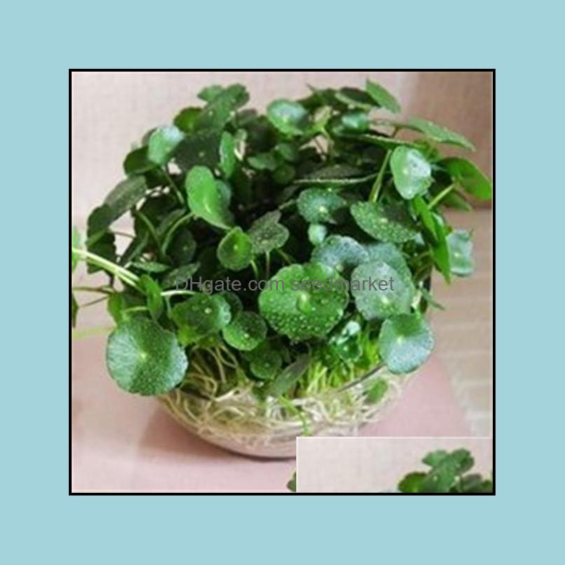 Garden Decorations Garden Decorations 10Pcs Dichondra Repens Horseshoe Gold Money Grass Flower Seeds Bonsai Rare Plant For Home Soif Otrsz
Garden Decorations Garden Decorations 10Pcs Dichondra Repens Horseshoe Gold Money Grass Flower Seeds Bonsai Rare Plant For Home Soif Otrsz