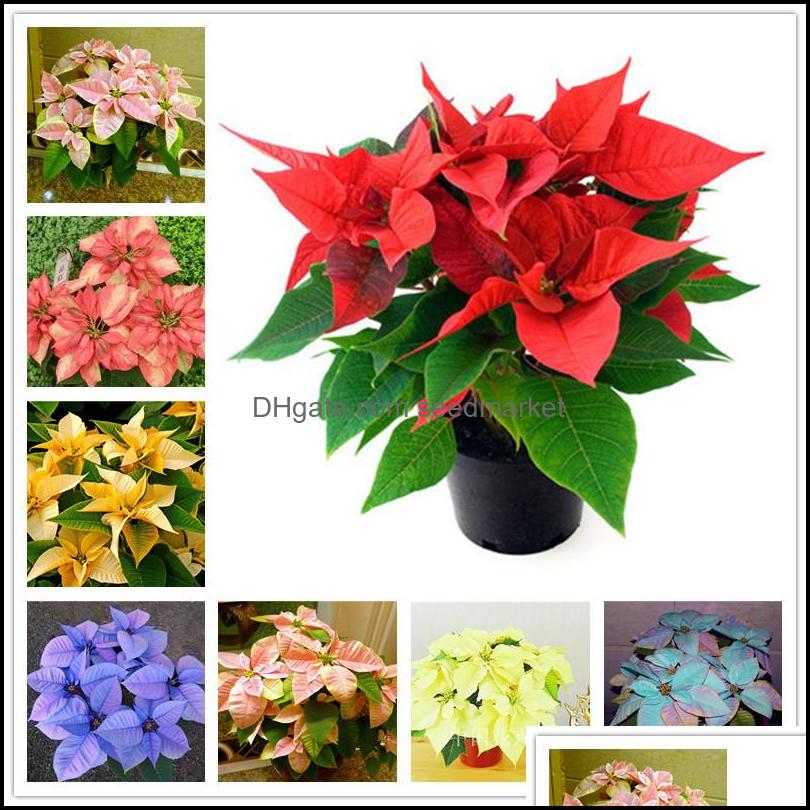 Garden Decorations 200Pcs/Bag Seeds Imported Poinsettia Diy Potted Colorf Flower Indoor Outdoor Flore Home Garden Decor For Pot Bon Otfn7
Garden Decorations 200Pcs/Bag Seeds Imported Poinsettia Diy Potted Colorf Flower Indoor Outdoor Flore Home Garden Decor For Pot Bon Otfn7