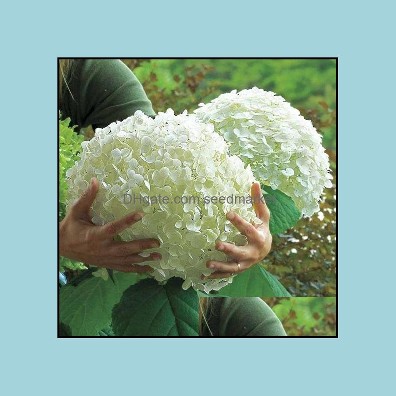 Garden Decorations 100Pcs Hydrangea Flower Seeds Bonsai Beautifying And Air Purification Variety Of Colorsrare Plants For Sports2010 Othlj
Garden Decorations 100Pcs Hydrangea Flower Seeds Bonsai Beautifying And Air Purification Variety Of Colorsrare Plants For Sports2010 Othlj