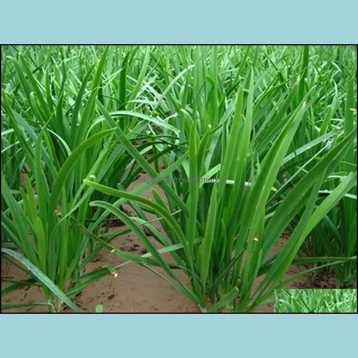 Other Garden Supplies 100Pcs/Bag Seeds Chinese Chives Leek Bonsai Garden Pots Plants Home Easy To Grow Organic Non-Gmo Vegetables Fou Ote1D
Other Garden Supplies 100Pcs/Bag Seeds Chinese Chives Leek Bonsai Garden Pots Plants Home Easy To Grow Organic Non-Gmo Vegetables Fou Ote1D