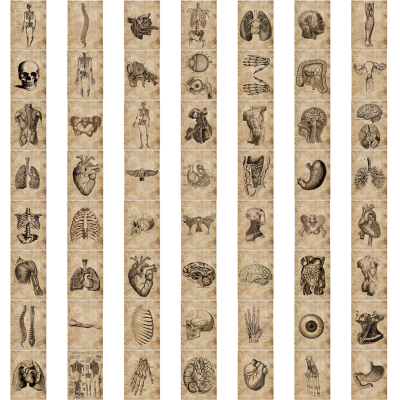 56Pcs Creative Anatomy and Physiology Stickers The Human Skeleton Graffiti Stickers for DIY Luggage Laptop Bicycle Sticker