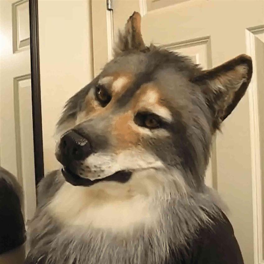 Realistic wolf mask plush clothing hat funny Cosplay mask party decoration toy crawlingXHJT345F
Realistic wolf mask plush clothing hat funny Cosplay mask party decoration toy crawlingXHJT345F