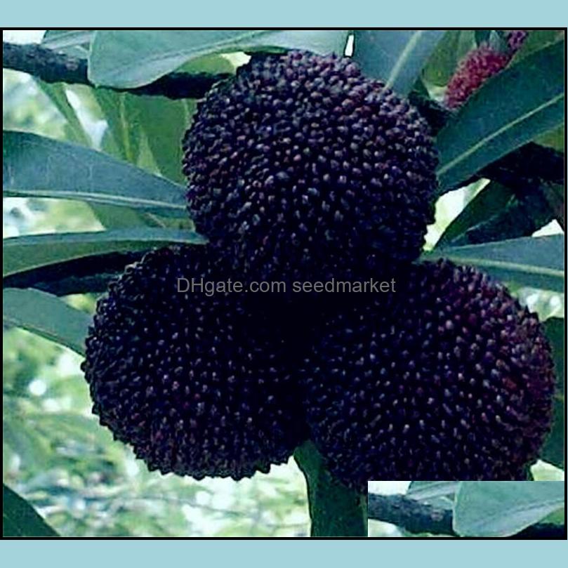 Other Garden Supplies Patio Lawn Home Sweet Myrica Rubra Seeds 10Pcs/Bag Rare Organic Exotic Tropical Fruit Tree Se Otkih
Other Garden Supplies Patio Lawn Home Sweet Myrica Rubra Seeds 10Pcs/Bag Rare Organic Exotic Tropical Fruit Tree Se Otkih