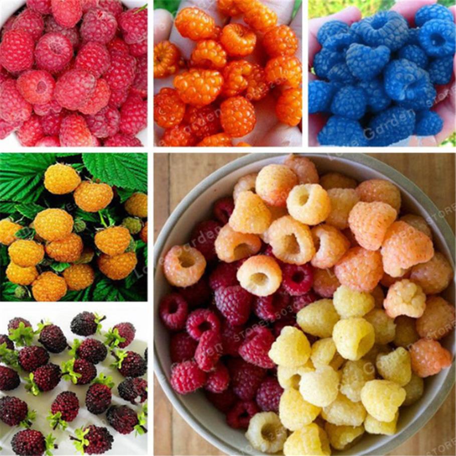 100 Pcs Bag Raspberry Seeds Mixed Colors Super Big Raspberry Fruit Rare Wild Strawberry Tree Flowers Bonsai For Garden2405
100 Pcs Bag Raspberry Seeds Mixed Colors Super Big Raspberry Fruit Rare Wild Strawberry Tree Flowers Bonsai For Garden2405