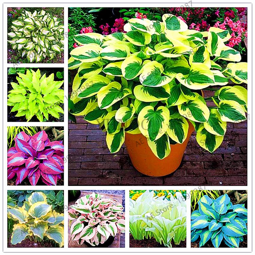150pcs bag beautiful Hosta Plants Perennials Lily Flower Shade Hosta Flower Grass Seeds Ornamental Plants Home Garden2116
150pcs bag beautiful Hosta Plants Perennials Lily Flower Shade Hosta Flower Grass Seeds Ornamental Plants Home Garden2116