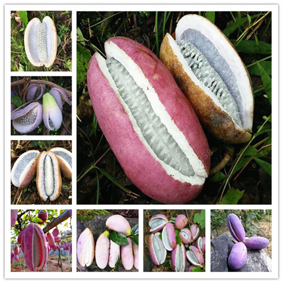 10 Pcs Rare August melon fruit potted natural healthy fruit nutritious outdoor potted home garden decoration203D
10 Pcs Rare August melon fruit potted natural healthy fruit nutritious outdoor potted home garden decoration203D