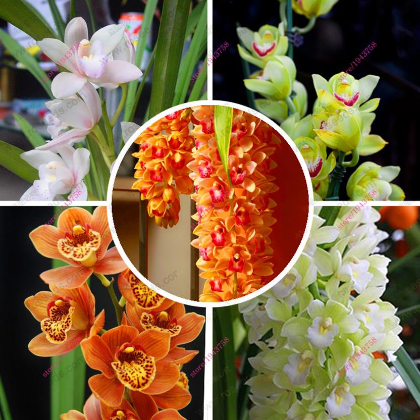 100 Pcs Mixed Cymbidium Seeds Different Colors Potted Flower Plant Has a Meaning Of Longevity For Home And Garden Decoration182m
100 Pcs Mixed Cymbidium Seeds Different Colors Potted Flower Plant Has a Meaning Of Longevity For Home And Garden Decoration182m