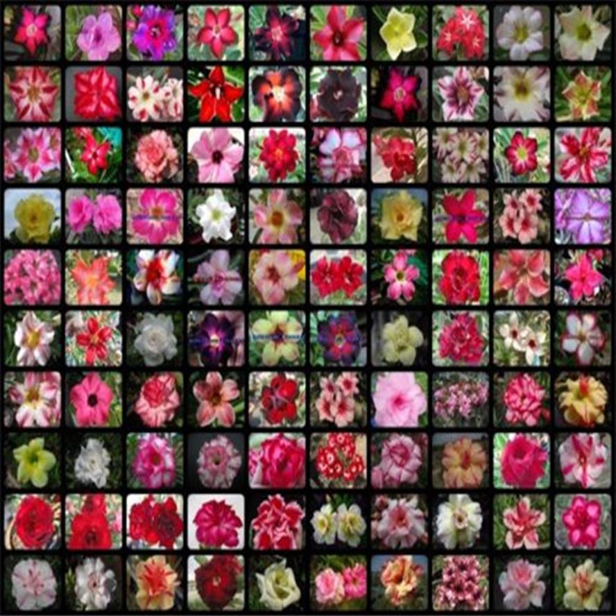 20 pcs Mixed Real Adenium obesum Desert Rose Flower Home Garden Bonsai Succulent Plants Balcony Potted 100% Genuine227I
20 pcs Mixed Real Adenium obesum Desert Rose Flower Home Garden Bonsai Succulent Plants Balcony Potted 100% Genuine227I