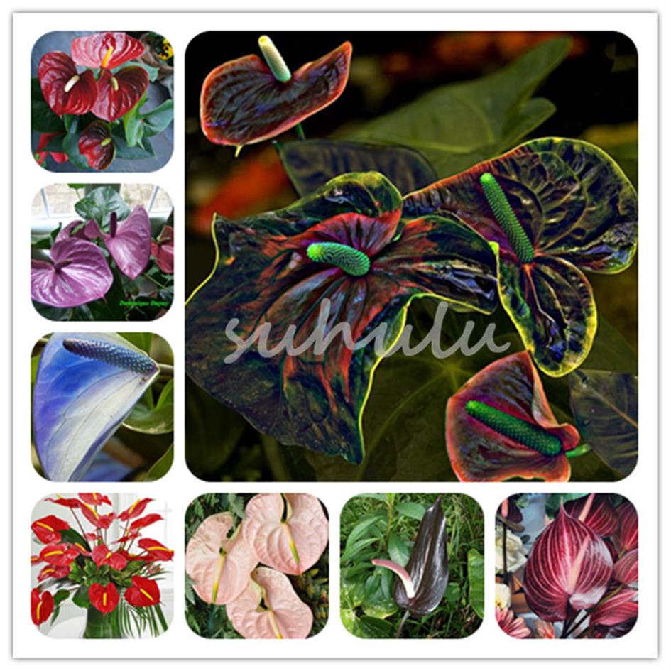 50 Pcs bag Mixed Anthurium Seeds Potted Flower Perennial Flowering Constantly Balcony Potted Plant DIY Home Garden2543
50 Pcs bag Mixed Anthurium Seeds Potted Flower Perennial Flowering Constantly Balcony Potted Plant DIY Home Garden2543