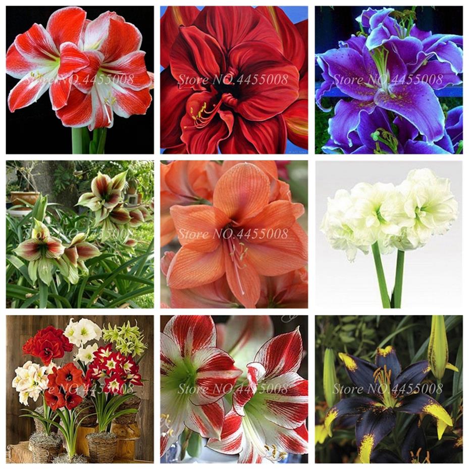 200 pcs bag Seeds True Amaryllis Flower Not Bulbs Bonsai Flower Hippeastrum for Home & Garden Barbados Lily Flower Pot254G
200 pcs bag Seeds True Amaryllis Flower Not Bulbs Bonsai Flower Hippeastrum for Home & Garden Barbados Lily Flower Pot254G