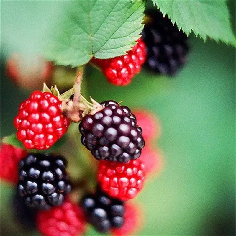 100 Pcs Blackberry Seed Sweet Black Berry Giant Blackberries Heirloom Fresh Organic Fruits Triple Crown Red Mulberry Seeds
100 Pcs Blackberry Seed Sweet Black Berry Giant Blackberries Heirloom Fresh Organic Fruits Triple Crown Red Mulberry Seeds