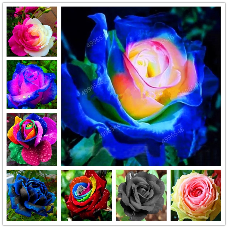 Rainbow Rose Seeds 100Pcs Wholesale Mixed Color Fragrant Callistephus Flower Bonsai Perennial Rose Plant for Home Garden Pot
Rainbow Rose Seeds 100Pcs Wholesale Mixed Color Fragrant Callistephus Flower Bonsai Perennial Rose Plant for Home Garden Pot