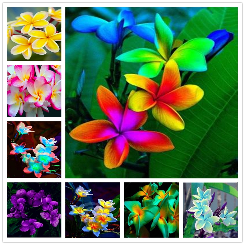 100Pcs/Bag Plumeria Frangipani Hawaiian Lei Flower Seed Gardenia Jasmine Rare Exotic Egg Flower Seeds for Home Garden
100Pcs/Bag Plumeria Frangipani Hawaiian Lei Flower Seed Gardenia Jasmine Rare Exotic Egg Flower Seeds for Home Garden