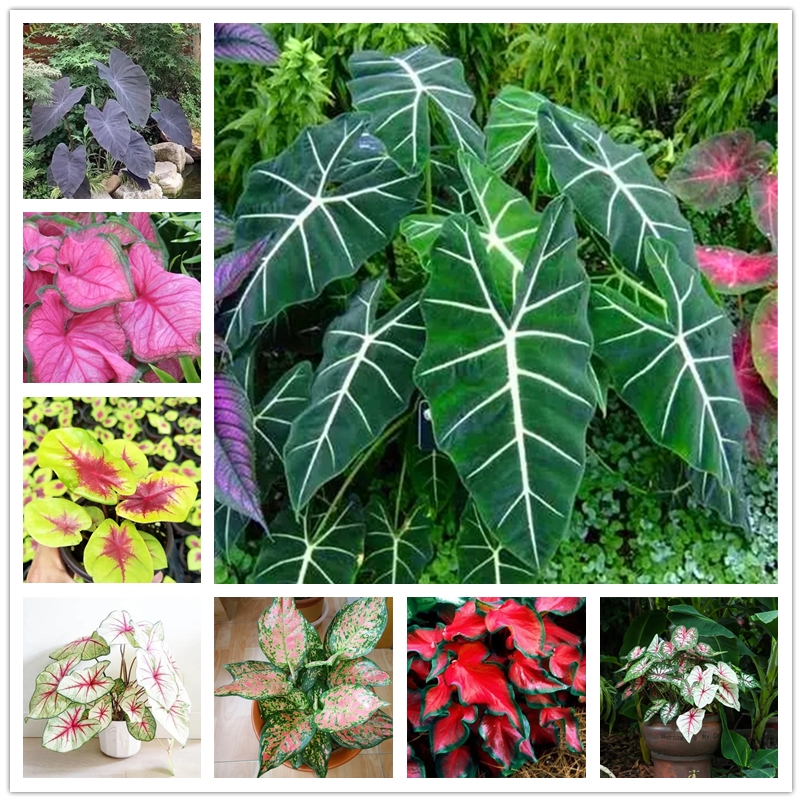 Caladium Seeds Florida Fancy-leaved Caladiums Seed Bonsai Colorful Ornamental Plants Seeds Rare Flower 100Pcs/Pack
Caladium Seeds Florida Fancy-leaved Caladiums Seed Bonsai Colorful Ornamental Plants Seeds Rare Flower 100Pcs/Pack