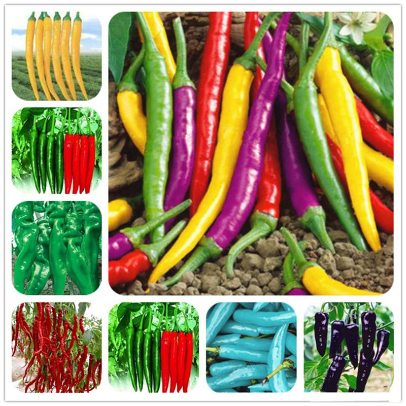 Pepper Seeds 150Pcs Multiple Varieties Mixed Yellow Purple Red Green Blue White Mix Sweet Bell Hot Chilli Seeds Vegetables Seed Paprika
Pepper Seeds 150Pcs Multiple Varieties Mixed Yellow Purple Red Green Blue White Mix Sweet Bell Hot Chilli Seeds Vegetables Seed Paprika