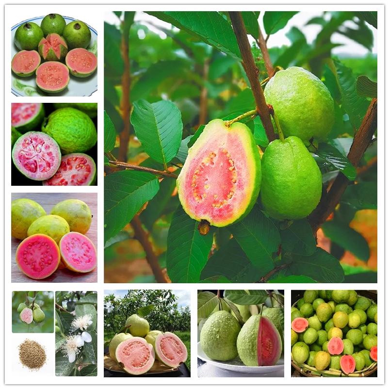 Guava Seeds Tropical Fruit Seed Super Sweet Non Transgenic Plants Bonsai Fruit Psidium Guajave Tree for Home Garden Plant Pot 50Pcs
Guava Seeds Tropical Fruit Seed Super Sweet Non Transgenic Plants Bonsai Fruit Psidium Guajave Tree for Home Garden Plant Pot 50Pcs