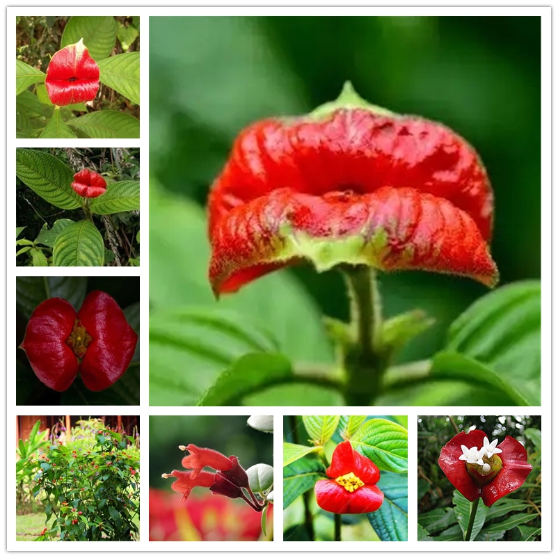 Red Lips Flower Seeds Rare Ornamental Plants Pots Justicia Brandegeana Flowers Seed Park Yard Plant Psychotria Elata Seeds for Home Garden 100Pcs/lot
Red Lips Flower Seeds Rare Ornamental Plants Pots Justicia Brandegeana Flowers Seed Park Yard Plant Psychotria Elata Seeds for Home Garden 100Pcs/lot
