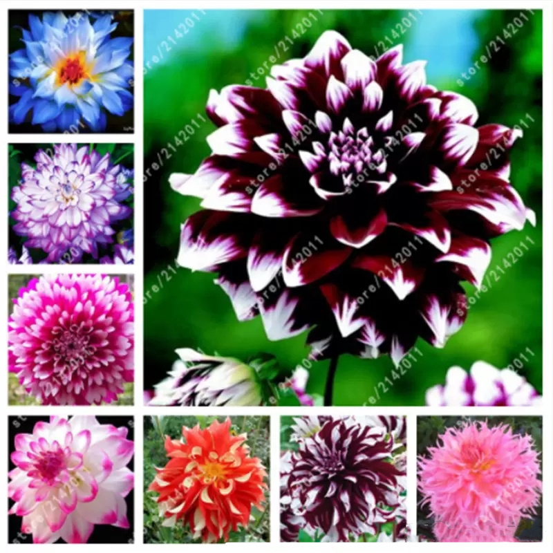 Dahlia Flower Seeds 50Pcs Charming Bonsai Pompon Flower Seed not Bulbs High Germination Home Garden Potted Plant
Dahlia Flower Seeds 50Pcs Charming Bonsai Pompon Flower Seed not Bulbs High Germination Home Garden Potted Plant