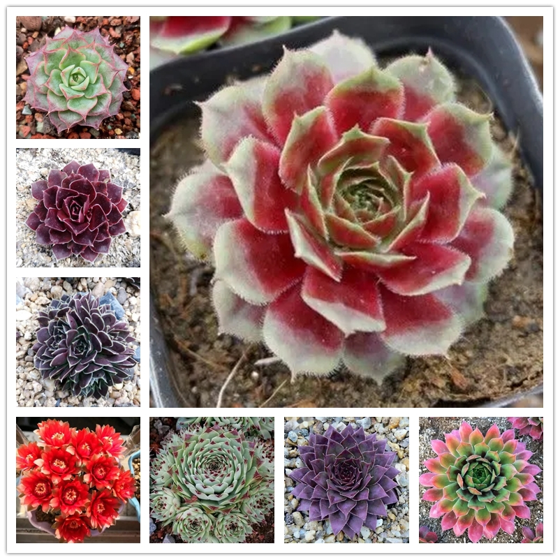 Succulent Cactus Seeds 100Pcs Amazing Fleshy Lotus Plants Mixed Mini Garden Succulents Seeds Perennial -House Leeks Live Forever Easy To Grow
Succulent Cactus Seeds 100Pcs Amazing Fleshy Lotus Plants Mixed Mini Garden Succulents Seeds Perennial -House Leeks Live Forever Easy To Grow