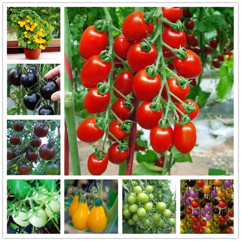 Colourful Cherry Tomato Seeds 130Pcs Fresh Organic Fruits Nature Vegetables Potted Bonsai Potted Plant Sweet Waterfall Virgin Fruit Seed
Colourful Cherry Tomato Seeds 130Pcs Fresh Organic Fruits Nature Vegetables Potted Bonsai Potted Plant Sweet Waterfall Virgin Fruit Seed