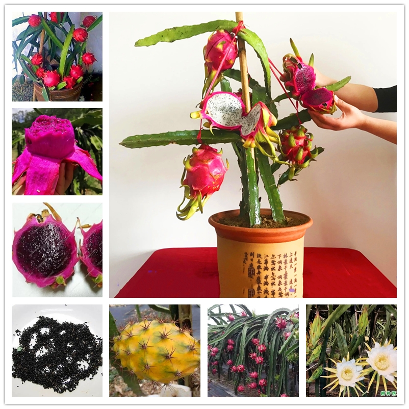 Pitaya Seeds 100Pcs Super Sweet Dragon Fruit Nature Non-GMO Fresh Organic Fruits Seed Garden Balcony Bonsai Plants Dropshiping
Pitaya Seeds 100Pcs Super Sweet Dragon Fruit Nature Non-GMO Fresh Organic Fruits Seed Garden Balcony Bonsai Plants Dropshiping