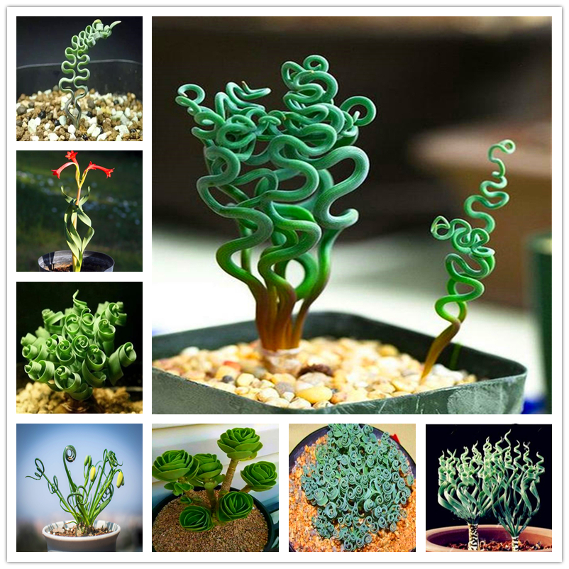 200Pcs Spring Grass Seeds Succulents Plant Albuca Namaquensis Seeds Rare Ornamental Plants Flowers Spiral Grasses Bonsai Seed
200Pcs Spring Grass Seeds Succulents Plant Albuca Namaquensis Seeds Rare Ornamental Plants Flowers Spiral Grasses Bonsai Seed