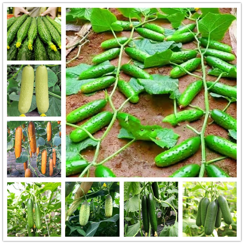 100Pcs Cucumber Seeds Organic Vegetable Mini Fruits Cucumbers Seeds for Open Soil Growing Seed Vegetables
100Pcs Cucumber Seeds Organic Vegetable Mini Fruits Cucumbers Seeds for Open Soil Growing Seed Vegetables