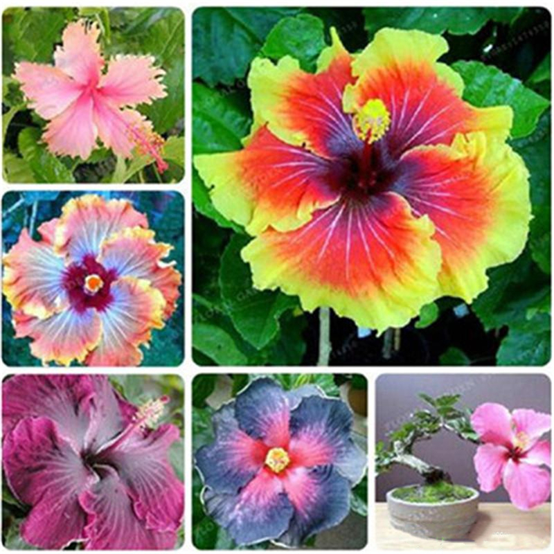 100pcs Hibiscus Seeds Plants 15 Kinds Bonsai HIBISCUS ROSA-SINENSIS Flowers Seed Planta Hibiscu Tree for Flower Potted Plant
100pcs Hibiscus Seeds Plants 15 Kinds Bonsai HIBISCUS ROSA-SINENSIS Flowers Seed Planta Hibiscu Tree for Flower Potted Plant