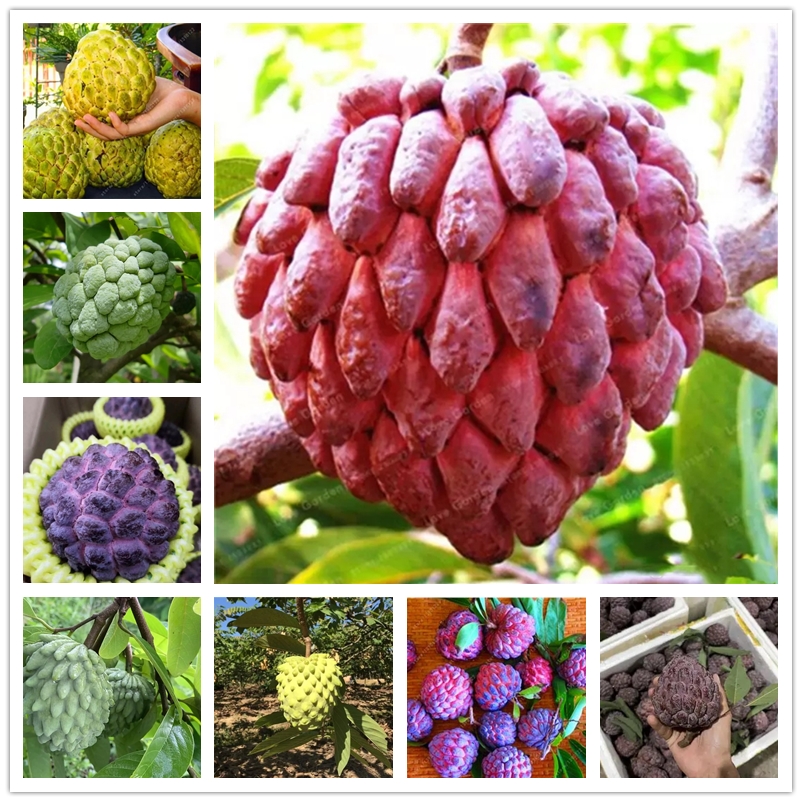 10Pcs Sakyamuni Fruit Seeds Graviola Annona Muricata Multi-color Sweetsop Seed Delicious Fruits Seeds Sugar Apple Plant In Bonsai
10Pcs Sakyamuni Fruit Seeds Graviola Annona Muricata Multi-color Sweetsop Seed Delicious Fruits Seeds Sugar Apple Plant In Bonsai