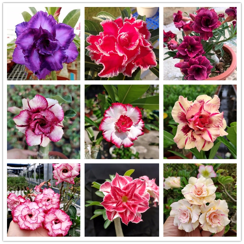 Adenium Obesum Seeds 15 Varieties Desert Rose Rare Ornamental Bonsai Plants Perennial Four Seasons Flowering Perfume Rainbow Rose Seed 2Pcs 
Adenium Obesum Seeds 15 Varieties Desert Rose Rare Ornamental Bonsai Plants Perennial Four Seasons Flowering Perfume Rainbow Rose Seed 2Pcs