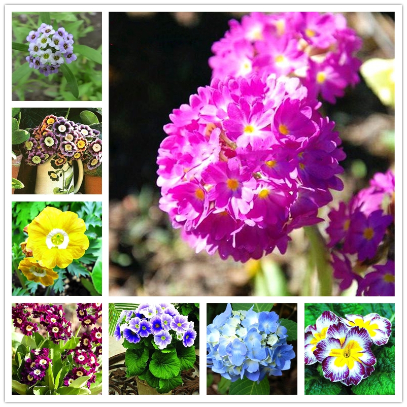 100 Pcs Sweet Alyssum Seeds Perennial Flowers Seeds Wide Variety Home Garden DIY Bonsai Potted Ornamental Plants Seed
100 Pcs Sweet Alyssum Seeds Perennial Flowers Seeds Wide Variety Home Garden DIY Bonsai Potted Ornamental Plants Seed