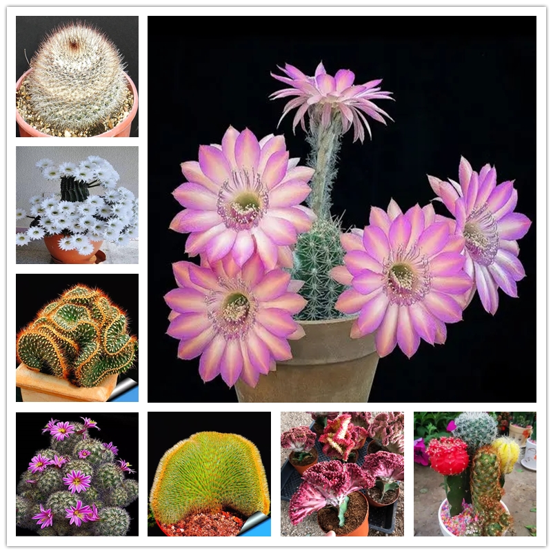 50 Pcs Amazing Cactus Seeds Mixed Flowers Mini Garden Succulents Seeds Perennial Rare Bonsai Plants Seed Live Forever Easy To Grow
50 Pcs Amazing Cactus Seeds Mixed Flowers Mini Garden Succulents Seeds Perennial Rare Bonsai Plants Seed Live Forever Easy To Grow