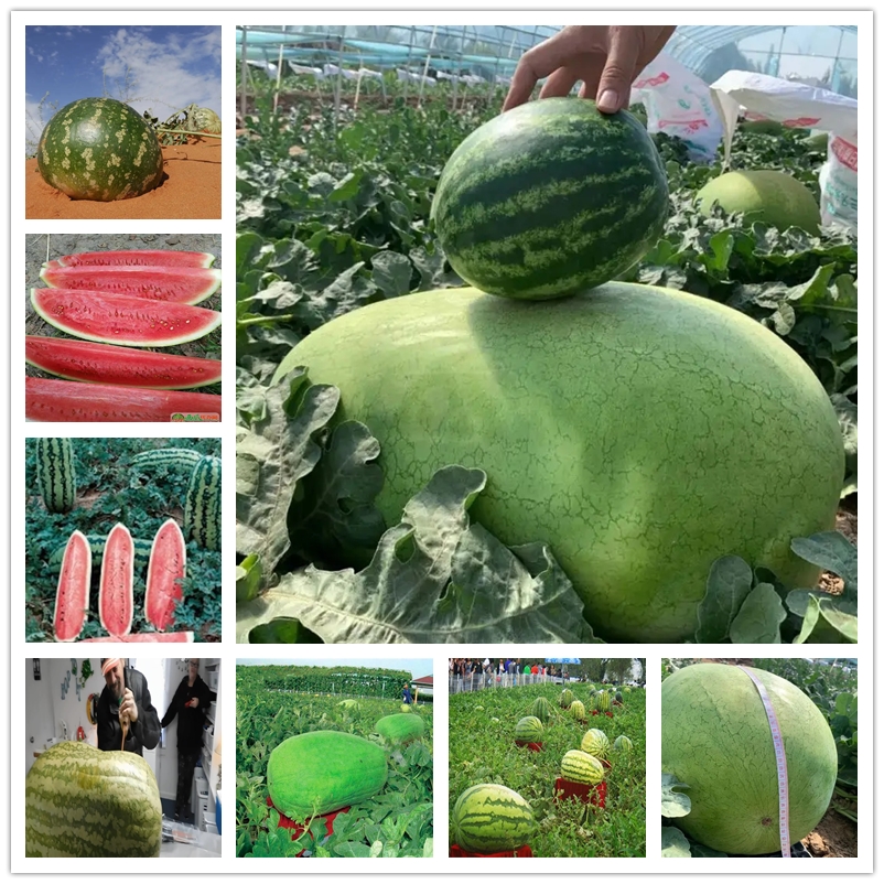 20 Pcs Giant Watermelon Seeds Organic Tsama Fruits Seeds Natural Sweet melon Pollution free crops Plant seed Wholesale One mu of land 10000kg
20 Pcs Giant Watermelon Seeds Organic Tsama Fruits Seeds Natural Sweet melon Pollution free crops Plant seed Wholesale One mu of land 10000kg
