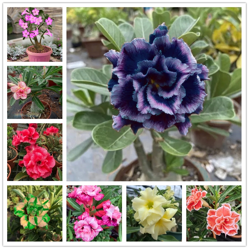 Desert Rose Seeds Latest Varieties BLUELOVER Adenium Obesum Seed Rare Ornamental Bonsai Plants Blue Enchantress Flowers Seeds 2Pcs
Desert Rose Seeds Latest Varieties BLUELOVER Adenium Obesum Seed Rare Ornamental Bonsai Plants Blue Enchantress Flowers Seeds 2Pcs