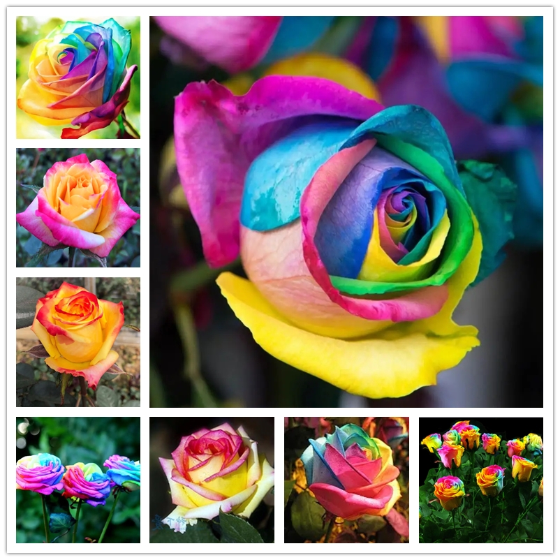 100 Pcs Rainbow Rose Seeds Mixed Color Callistephus Flower Seed Bonsai Perennial French Perfume Rose Plant for Home Garden Pot
100 Pcs Rainbow Rose Seeds Mixed Color Callistephus Flower Seed Bonsai Perennial French Perfume Rose Plant for Home Garden Pot