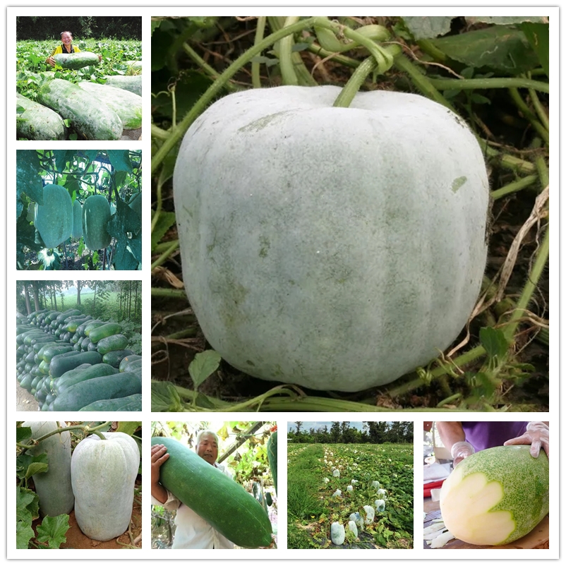 Huge Wax Gourd Seeds 20Pcs Non GMO Fresh Vegetable Seeds Benincasa Hispida Potted Vegetables White Gourds Seed 95% Germination Rate
Huge Wax Gourd Seeds 20Pcs Non GMO Fresh Vegetable Seeds Benincasa Hispida Potted Vegetables White Gourds Seed 95% Germination Rate