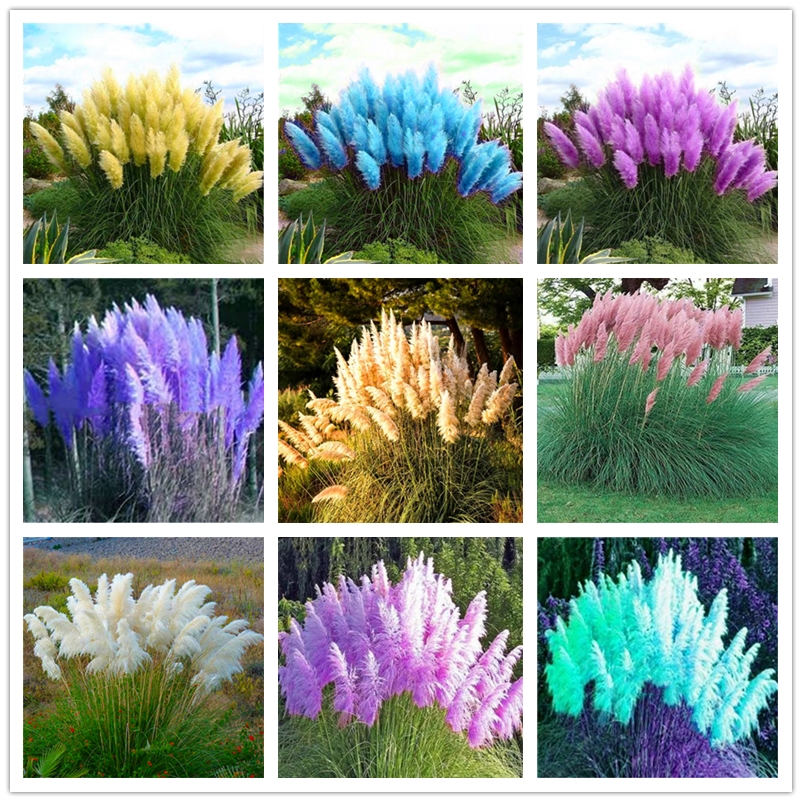100 Pcs Cortaderia Selloana Seeds Very Rare Colourful Pampas Grass Seed Perennial Bonsai Flower Seeds for Garden Planting Easy To Grow
100 Pcs Cortaderia Selloana Seeds Very Rare Colourful Pampas Grass Seed Perennial Bonsai Flower Seeds for Garden Planting Easy To Grow