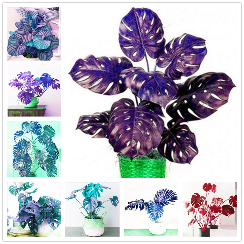10 Pcs Palm Seeds Rare Ornamental Bonsai Chamaerops Excelsa Seeds Valuable Perennial Potted Saplings Tree Seed Wholesale
10 Pcs Palm Seeds Rare Ornamental Bonsai Chamaerops Excelsa Seeds Valuable Perennial Potted Saplings Tree Seed Wholesale