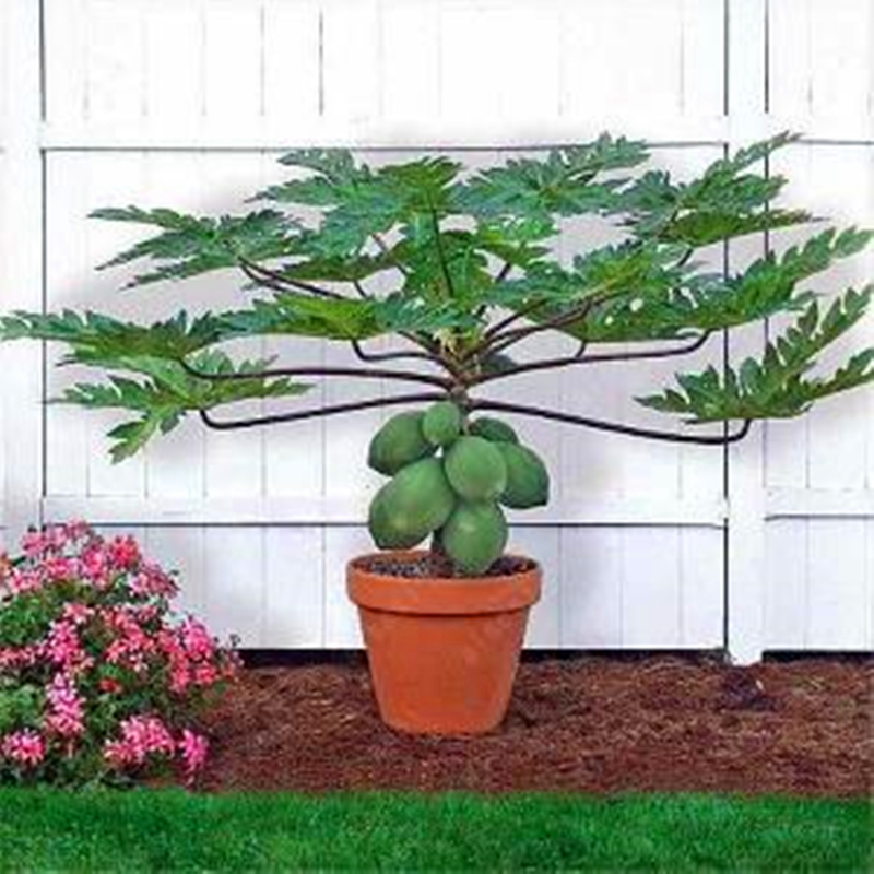 25 Pcs Dwarf Hovey Papaya Seeds Juicy Tropical Fruits Seed Organic Sweet Fruit Potted Plants Perennial Garden Bonsai
25 Pcs Dwarf Hovey Papaya Seeds Juicy Tropical Fruits Seed Organic Sweet Fruit Potted Plants Perennial Garden Bonsai