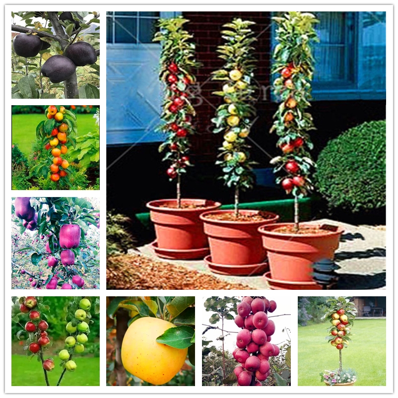 30 Pcs Sweet Apple Seeds Non GMO Fruit Climbing Fruits Tree Seed Perennial Dwarf Potted Fuji Apples Trees Seeds
30 Pcs Sweet Apple Seeds Non GMO Fruit Climbing Fruits Tree Seed Perennial Dwarf Potted Fuji Apples Trees Seeds