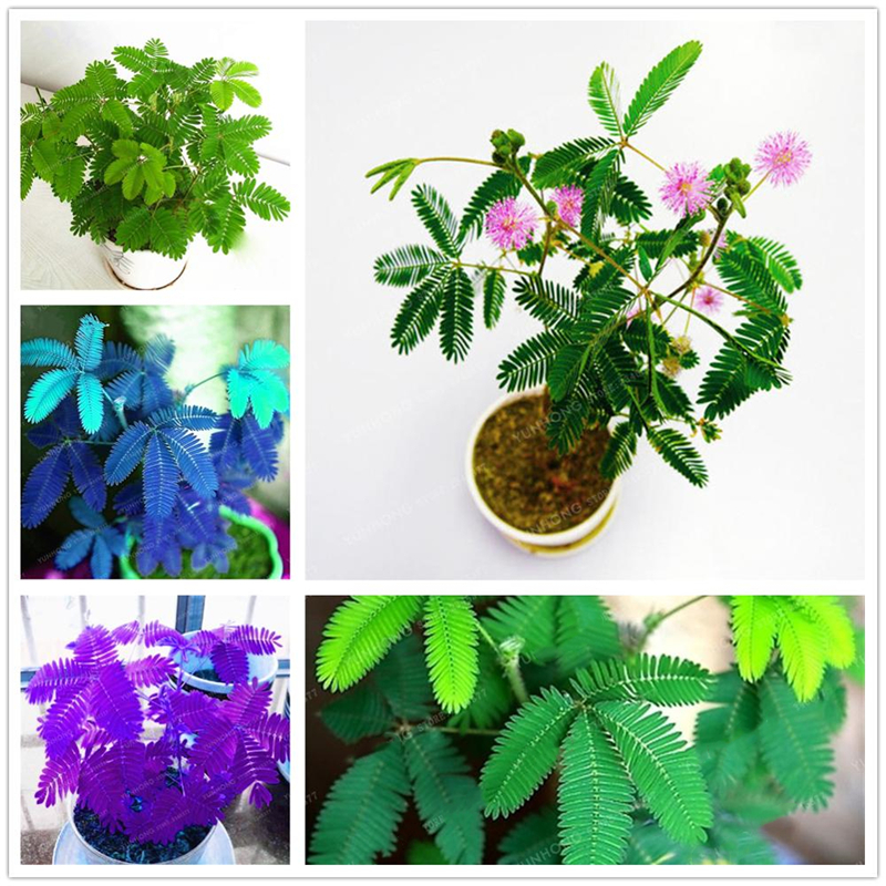 30 Pcs Blue Mimosa Pudica Seeds Sensitive Plant Bonsai Rare Ornamental Flowers Seeds Fragrant Purple Mimose Flower Seed Easy To Survive
30 Pcs Blue Mimosa Pudica Seeds Sensitive Plant Bonsai Rare Ornamental Flowers Seeds Fragrant Purple Mimose Flower Seed Easy To Survive