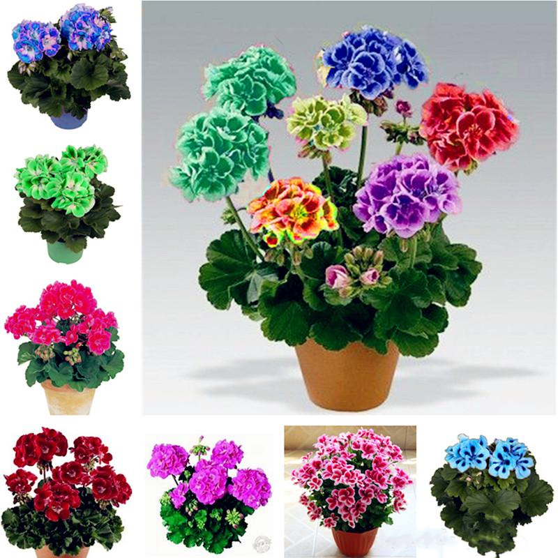 100 Pcs Seeds Bonsai Multicolor Geranium Seed Perennial Potted Flower Pelargonium Peltatum Flowers Coral Reef Geranium Ornamental Plants for Home Garden
100 Pcs Seeds Bonsai Multicolor Geranium Seed Perennial Potted Flower Pelargonium Peltatum Flowers Coral Reef Geranium Ornamental Plants for Home Garden