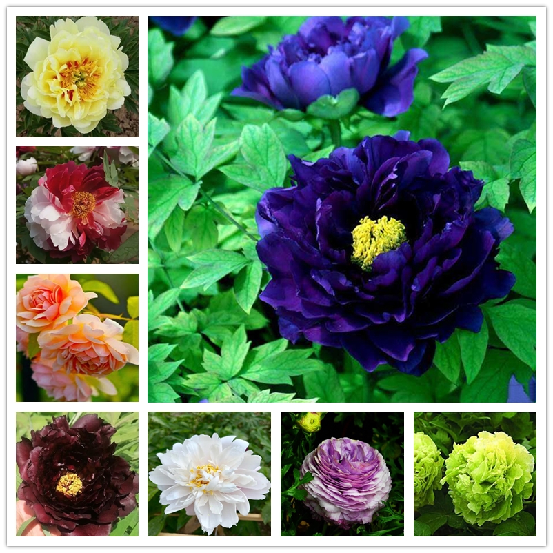 10 Pcs Big Flower Peony Seeds Bonsai Plants Colorful Paeonia Suffruticosa Seed Double Blooms Rare Chinese Peony Tree for Home Garden
10 Pcs Big Flower Peony Seeds Bonsai Plants Colorful Paeonia Suffruticosa Seed Double Blooms Rare Chinese Peony Tree for Home Garden
