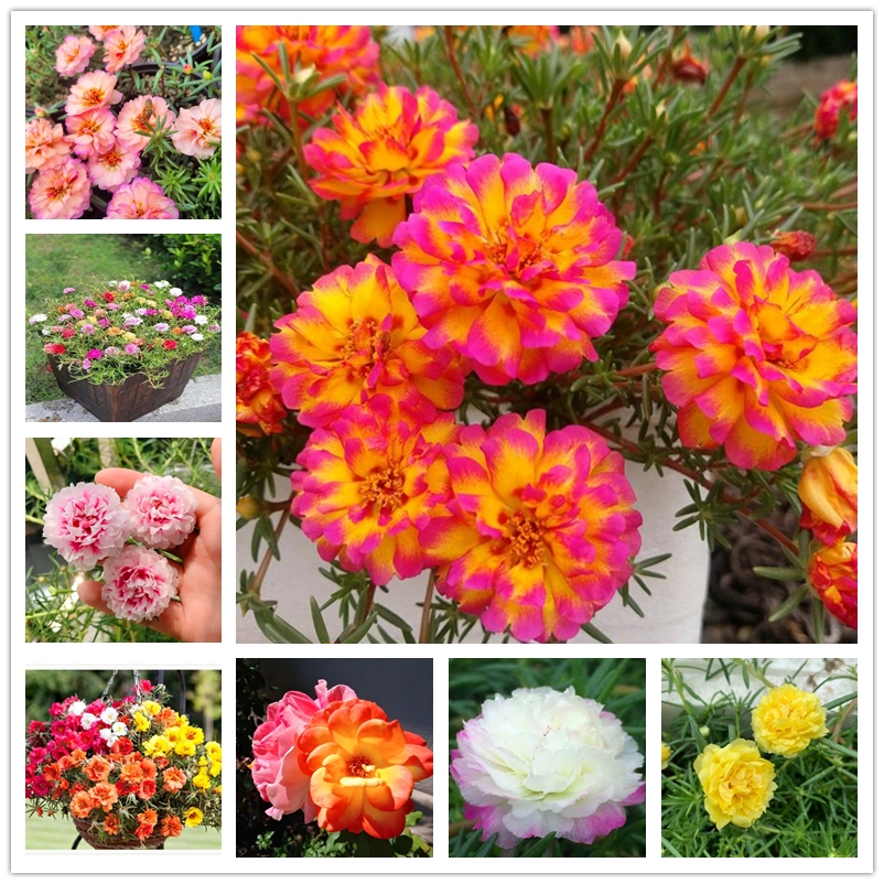 100 Pcs Large Flowered Purslane Seeds Multicolor PORTULACA GRANDIFLORA Seed Rare Bicolor Double Petal Sun Flower Perennial Plant Seeds High Survival Rate
100 Pcs Large Flowered Purslane Seeds Multicolor PORTULACA GRANDIFLORA Seed Rare Bicolor Double Petal Sun Flower Perennial Plant Seeds High Survival Rate