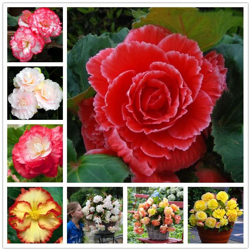 30 Pcs/bag Beautiful Flower Seeds Rare Begonia Seeds Bonsai Flowers Seed Potted Plants Malus Spectabilis for Home Garden Ornamental Plant Cherry-apple Tree
30 Pcs/bag Beautiful Flower Seeds Rare Begonia Seeds Bonsai Flowers Seed Potted Plants Malus Spectabilis for Home Garden Ornamental Plant Cherry-apple Tree