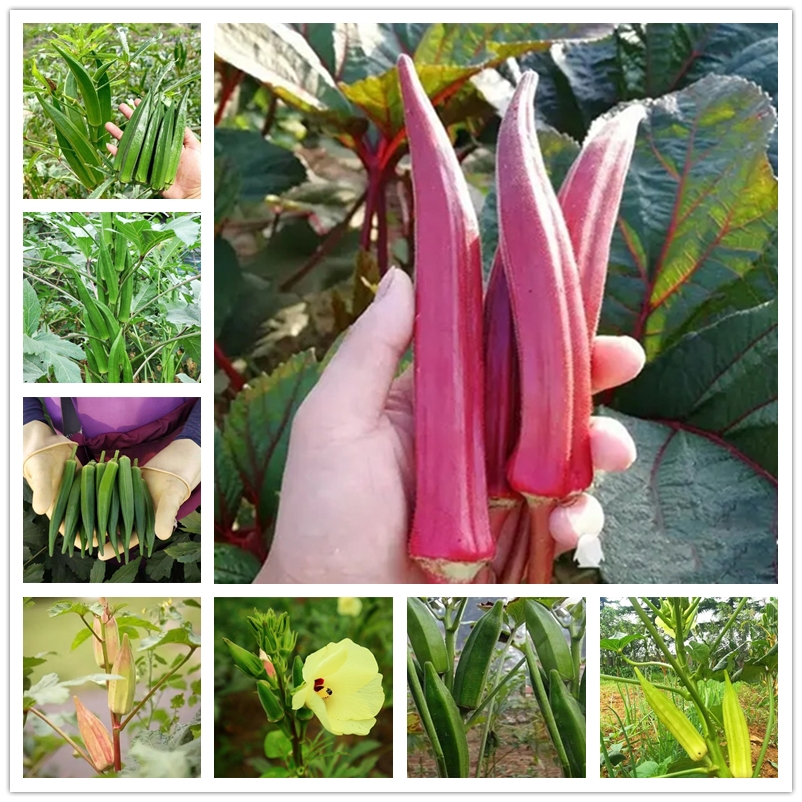 50 Pcs/ Sack Vegetables Seeds Organic Okra Plants Seed Natural Growth Potted Green Vegetable Abelmoschus Esculentus 90% Germination Percentage
50 Pcs/ Sack Vegetables Seeds Organic Okra Plants Seed Natural Growth Potted Green Vegetable Abelmoschus Esculentus 90% Germination Percentage